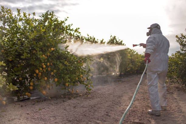 Best Pest Control Near Me in Stonewall, MS