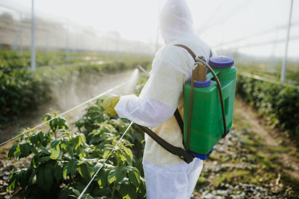 Best Pest Inspection Near Me  in Stonewall, MS
